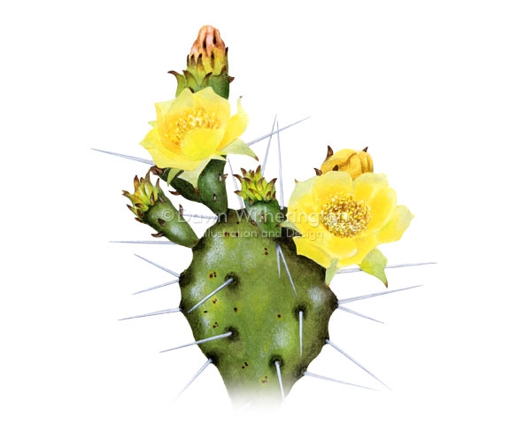 Prickly Pear Cactus Drawing at GetDrawings | Free download