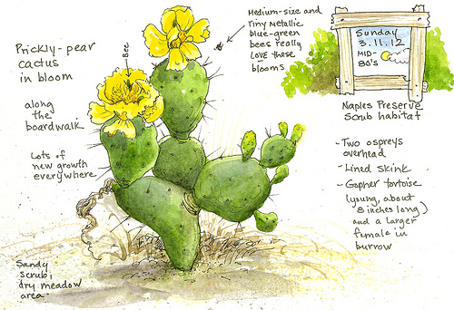 500x342 A Nature Art Journal In Southwest Florida Prickly Pear In Bloom