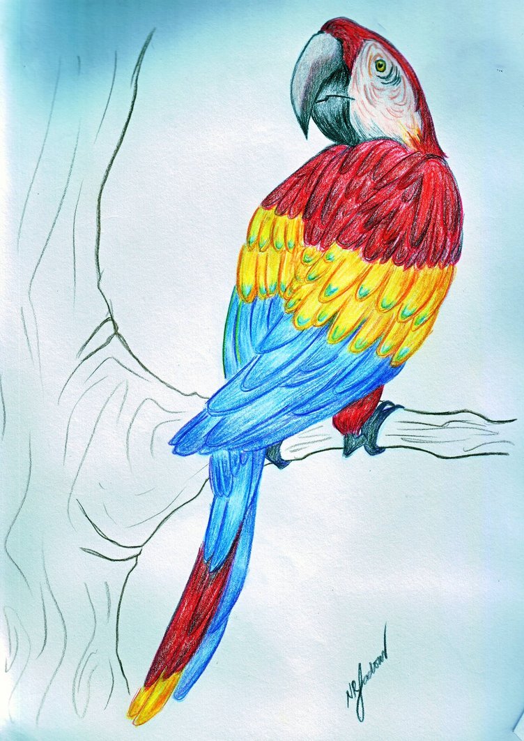 752x1062 Bird Of Primary Colors By Nyssaladores