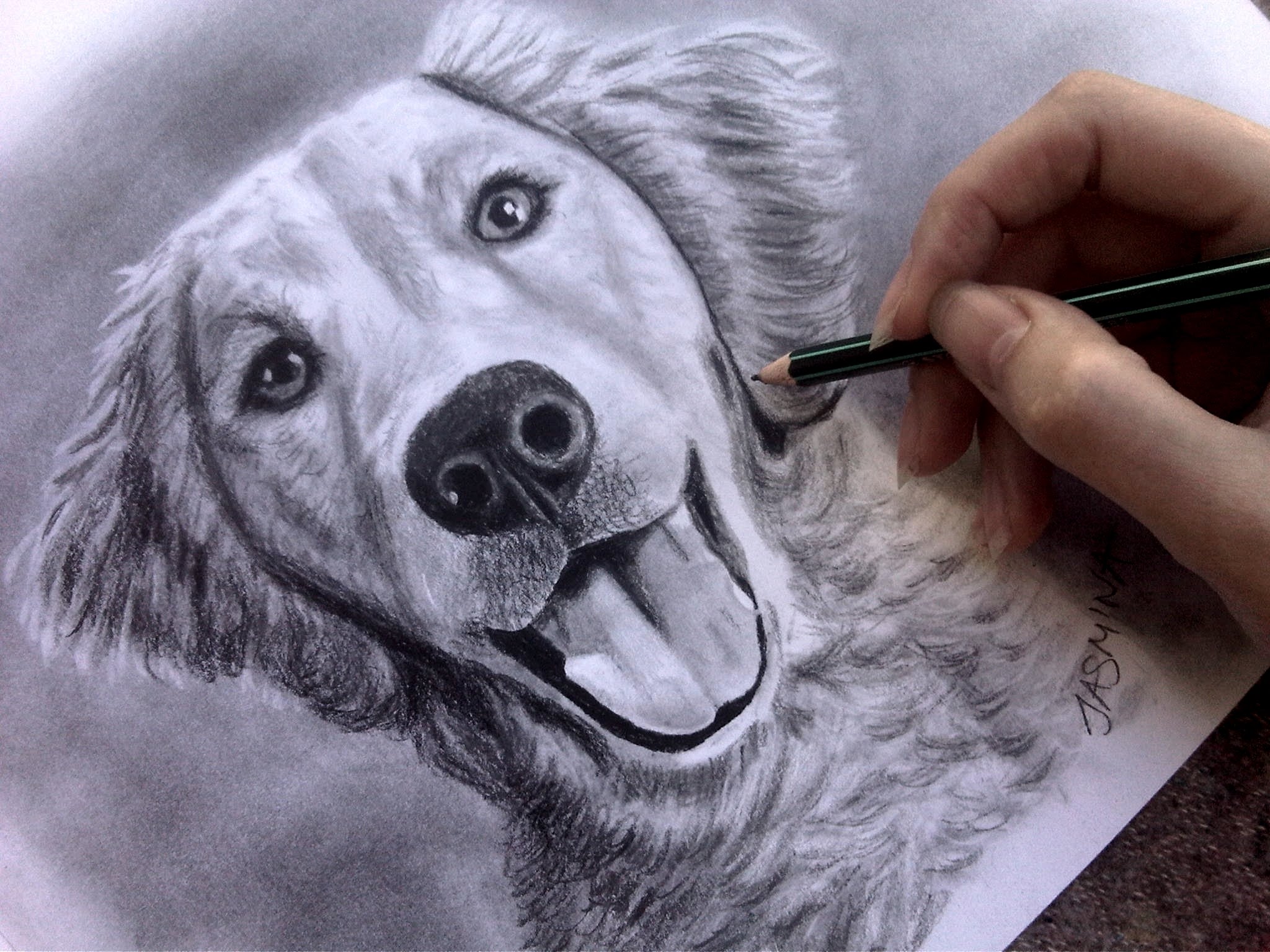 2048x1536 Speed Drawing Dog