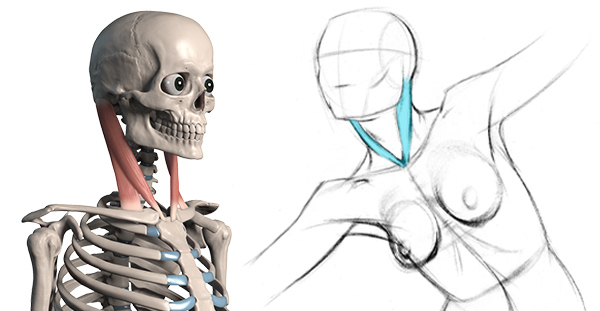 600x311 How To Draw The Neck
