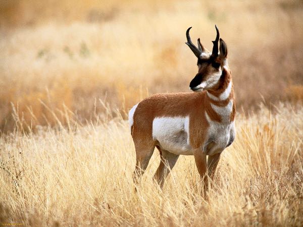 600x450 Pronghorn Antelope Argali