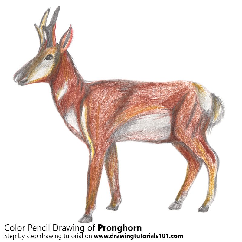 800x800 Pronghorn Colored Pencils