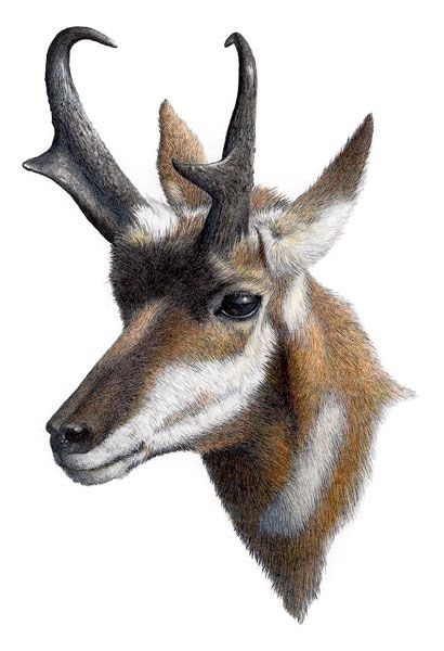 410x600 Pronghorn Study.jpg Southwesty