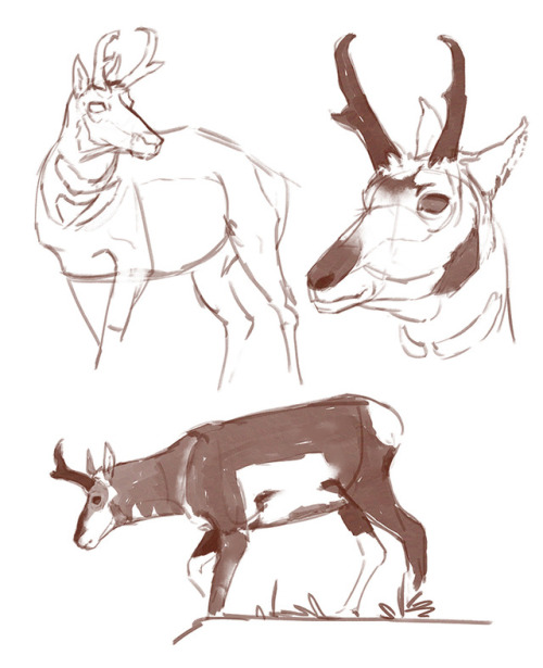 500x615 Antelope Drawing Tumblr