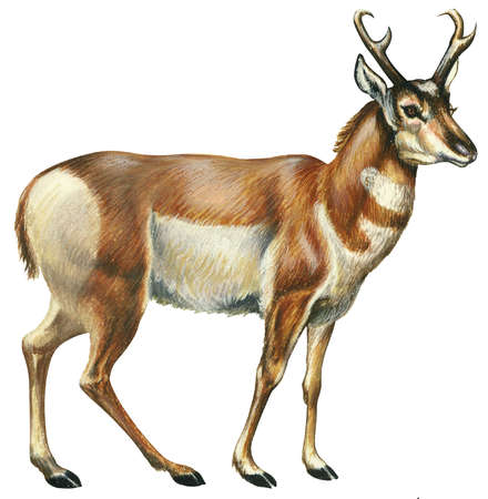440x450 Pronghorn Drawing