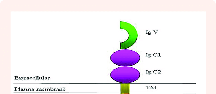 757x329 Rage Protein Structure And Organization. Schematic Drawing