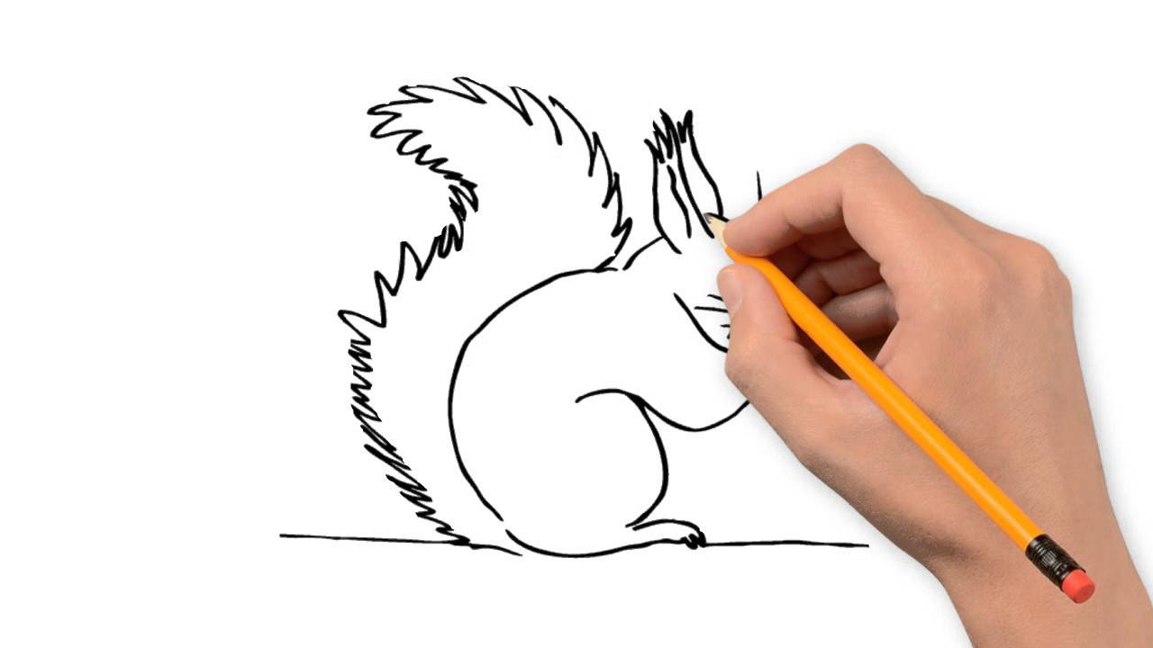 1280x720 Protein Animals Pencil To Draw Step By Step