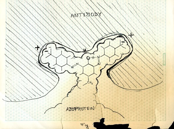 600x445 Drawings Of The Interaction Between An Antibody And Azoprotein By
