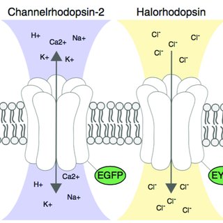 320x320 Figure Ii.5 Schematic Drawing Of The Two Optogenetic Proteins