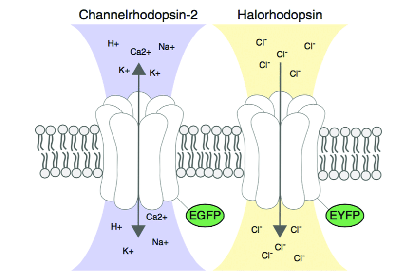850x563 Figure Ii.5 Schematic Drawing Of The Two Optogenetic Proteins