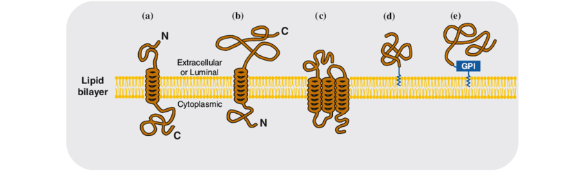 850x261 Schematic Drawing Showing The Following Five Types Of Membrane