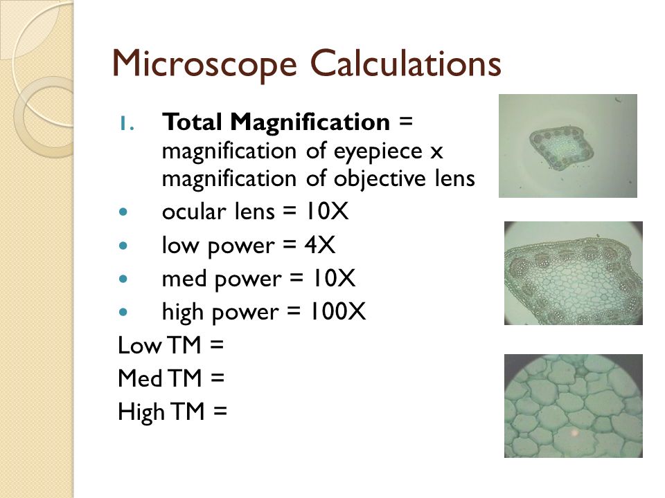 960x720 Biological Drawings And Microscope Calculations Examining Protists