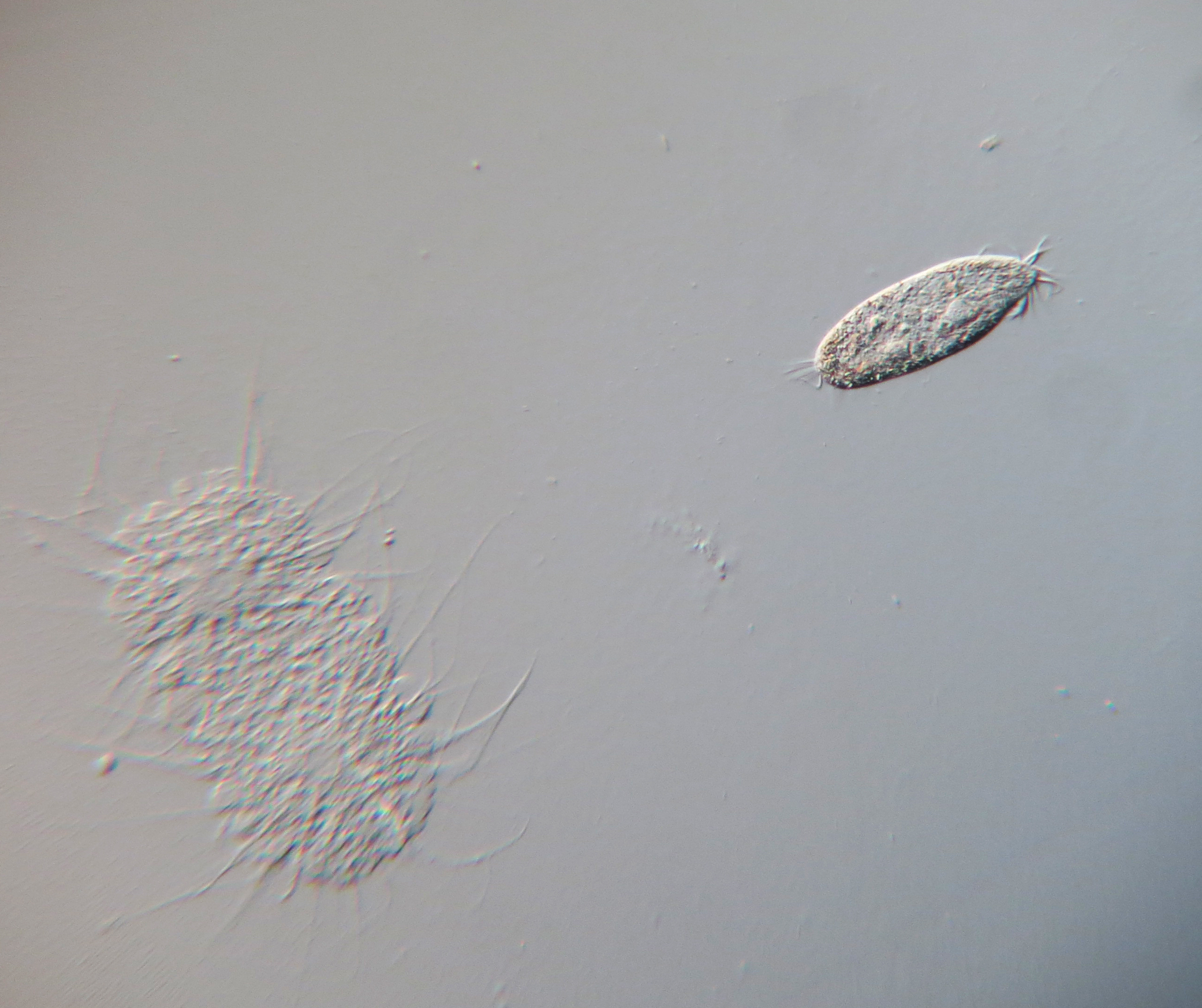 2574x2160 Free Images Wing, Leaf, Sketch, Drawing, Protist, Protisten