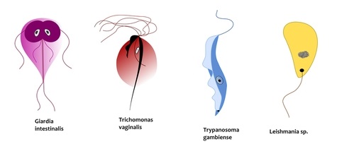 499x211 Protists Study Guide