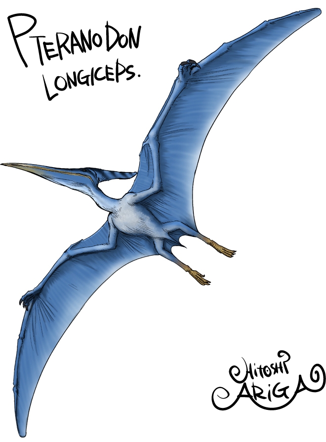 660x894 Pteranodon By Hitoshiariga