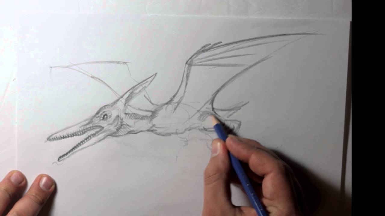 1280x720 Pteranodon Drawing 4 Minute Dinosaur Sketch