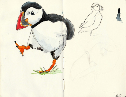 Puffin Drawing at GetDrawings | Free download