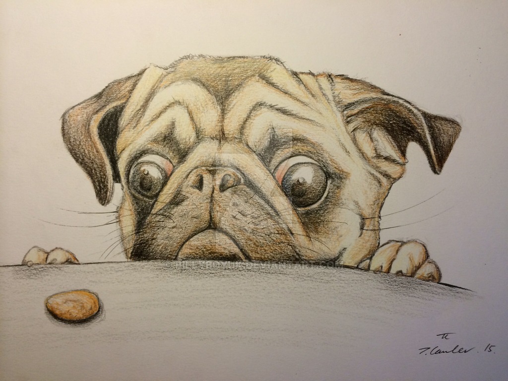 1024x768 Hungry Pug Dog Pencil Drawing By Billyboyuk
