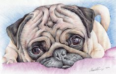 236x152 Lines On A Face For A Pug For Detail Is Very Important For My