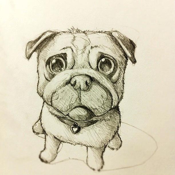 Pug Puppy Drawing at GetDrawings | Free download