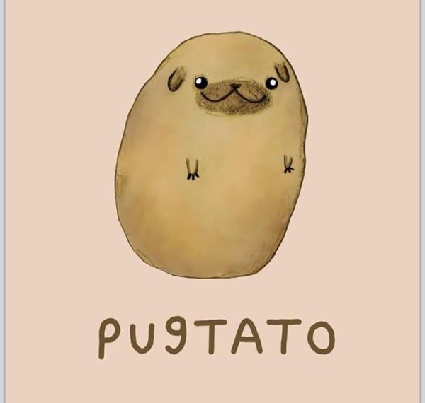 600x570 Misssallye On Twitter Just Because. Pugtato.