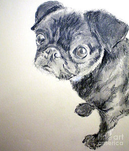 256x300 Pugs Drawings