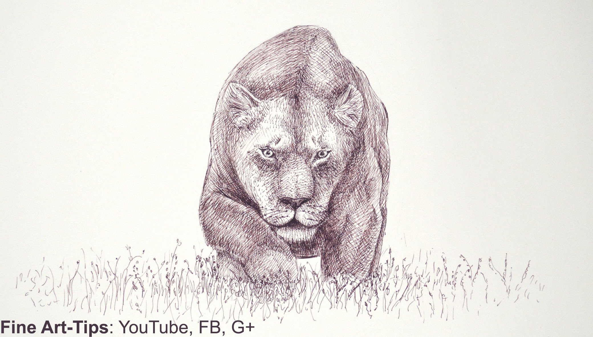 2080x1182 How To Draw Draw A Lioness With A Marker