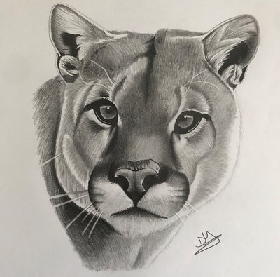 Puma Drawing at GetDrawings | Free download