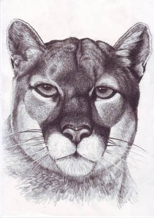 Puma Drawing at GetDrawings | Free download