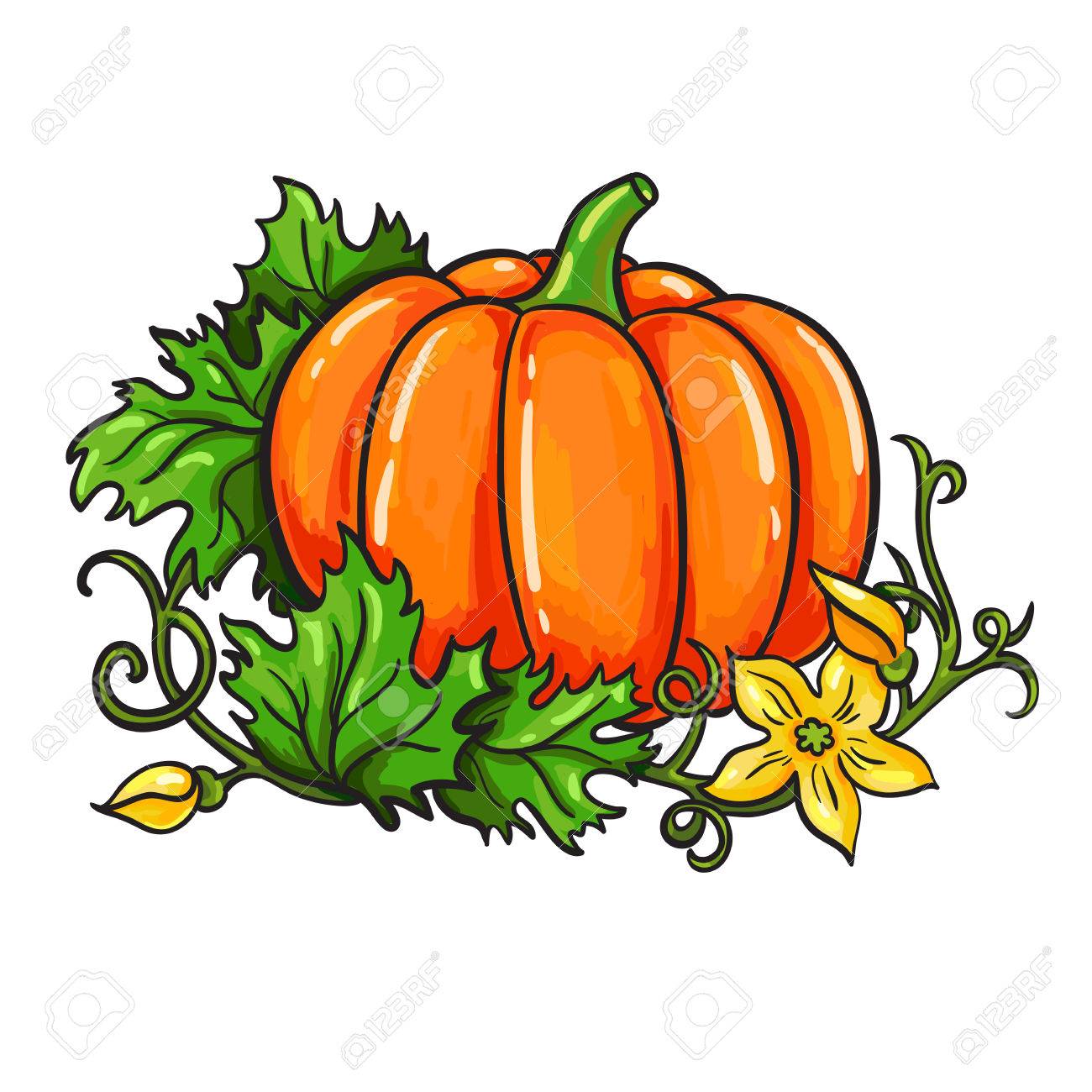1300x1300 Pumpkin Vector Drawing. Isolated Cartoon Vegetable With Leaves