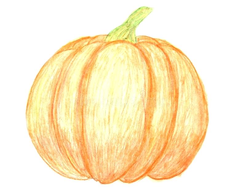 800x637 Pumpkin Drawing Vector Hand Drawn Pumpkins And Leaves Autumn