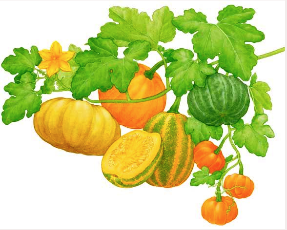 588x472 483. Furrow Lines Grid The Ground, Punctuated By Orange