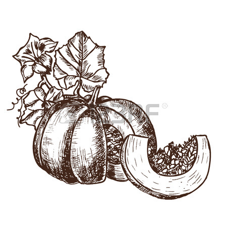 450x450 Sketch Pumpkin Leaves, Flowers. Detailed Autumn Harvest Halloween
