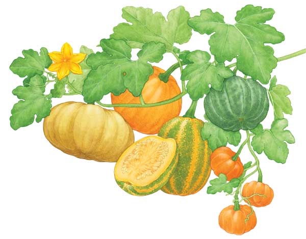 600x469 All About Growing Pumpkins