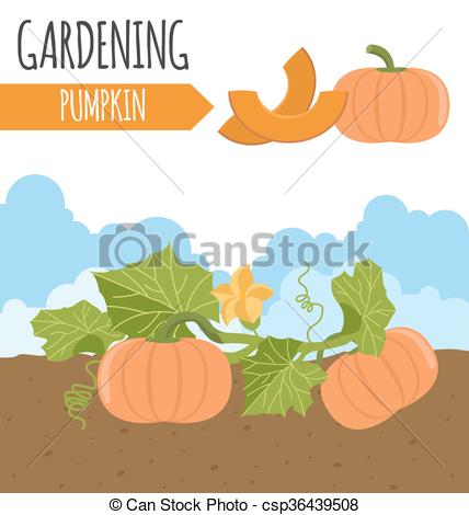 428x470 Garden. Pumpkin. Plant Growth. Vector Illustration Vector Clipart