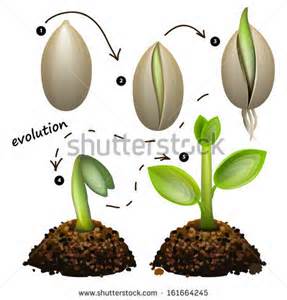287x300 Pumpkin Plant Drawing Designs