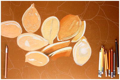 403x269 Seed Drawing Update Artkleko's Weblog