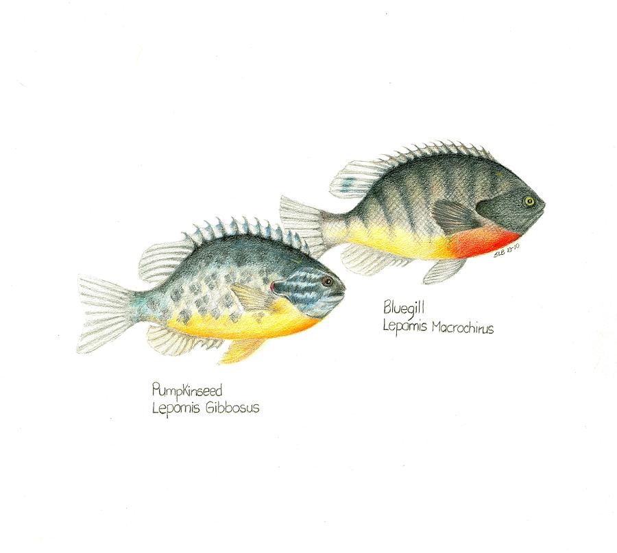 900x807 Wallace Brantley Fishing Series Bluegill And Pumpkinseed Drawing