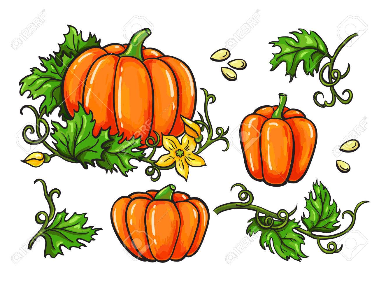 Pumpkin Seeds Drawing at GetDrawings | Free download