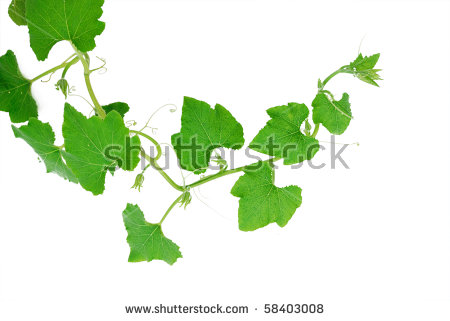 450x321 Ivy Clipart Pumpkin Vine