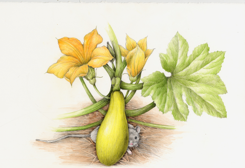 1000x688 The Mouse In The Rutabaga Botanical Artist Amp Illustrator, Learn