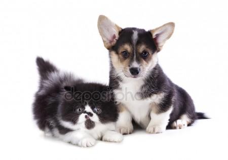450x316 Drawing Dog Breed Pembroke Welsh Corgi, Puppy Stock Photo