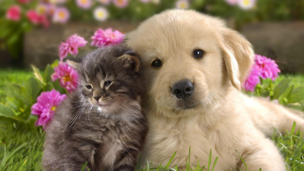 602x339 Puppy Wallpapers Hd, Desktop Backgrounds, Images And Pictures