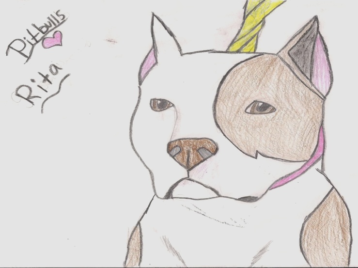 739x553 How To Draw A Pitbull Puppy Printable Step By Step Drawing Sheet