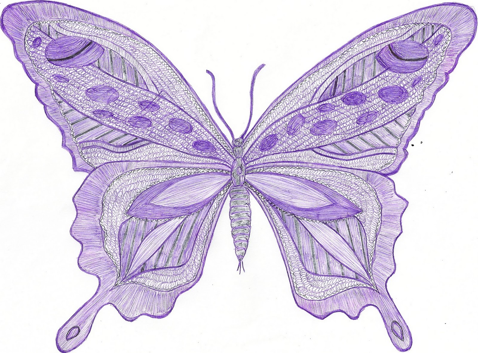 1600x1181 Great Purple Butterfly Drawing Wallpaper Purple Background