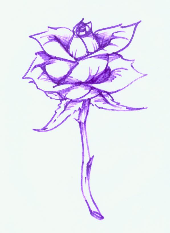597x816 Purple Rose By Repip