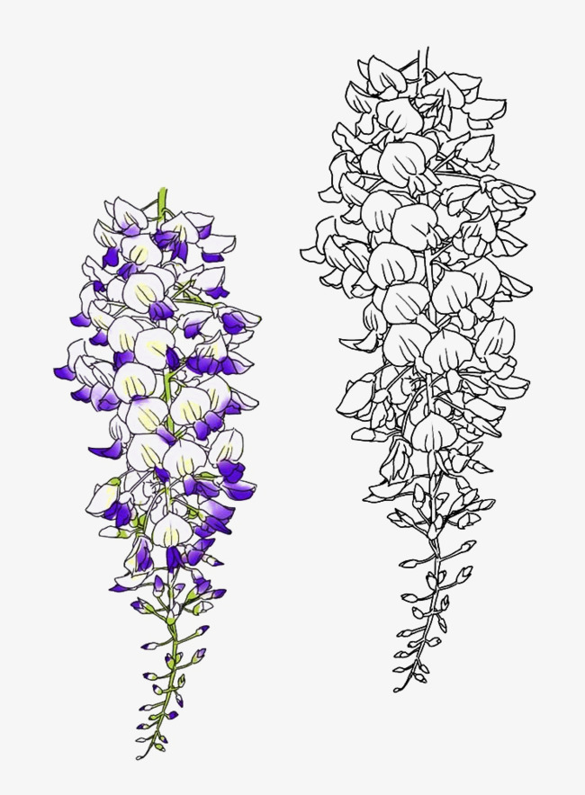 650x884 Kudzu Plant Flowers Line Drawing, Purple, Flowers, Line Drawing