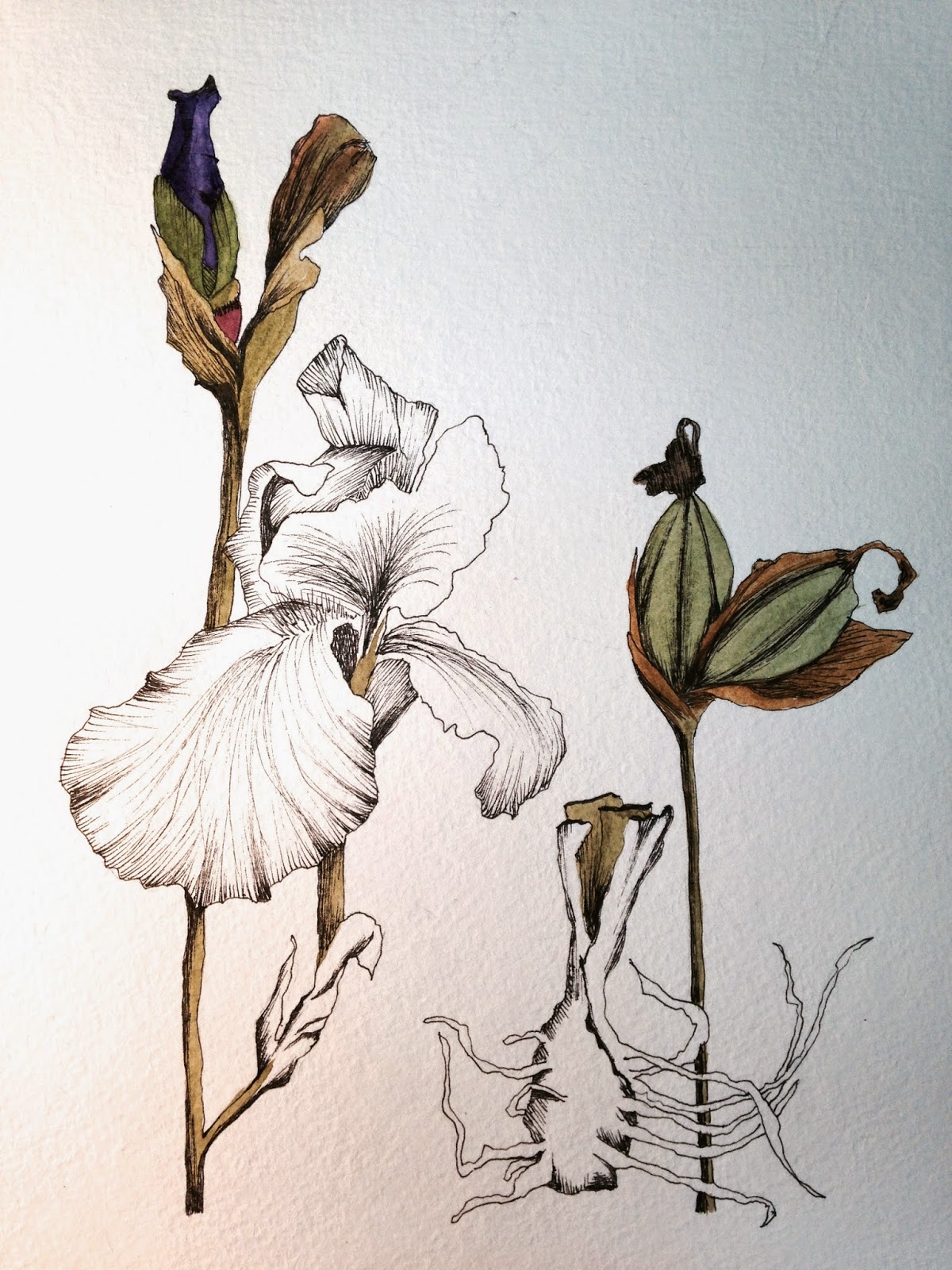 Purple Iris Drawing at GetDrawings | Free download