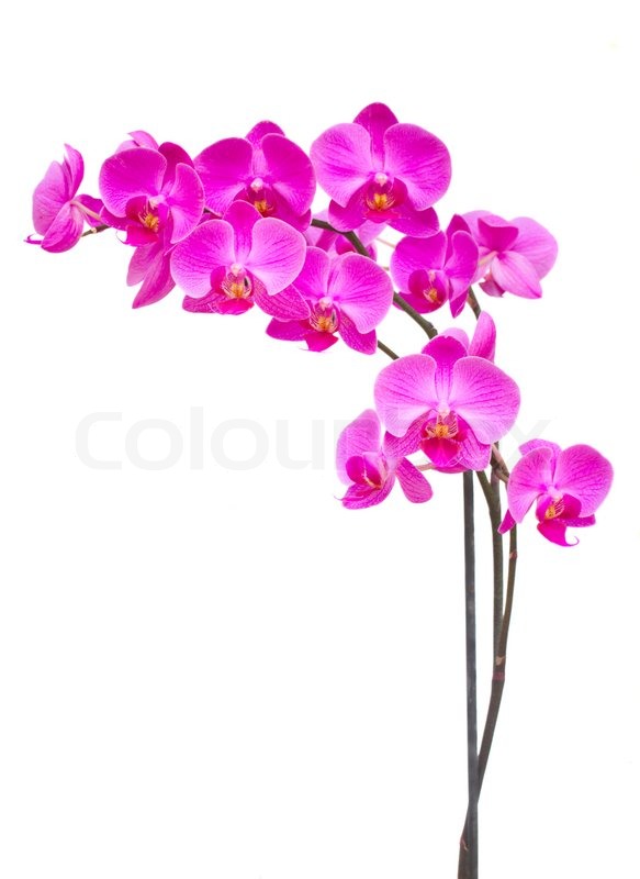 583x800 Purple Orchid Branch Stock Photo Colourbox